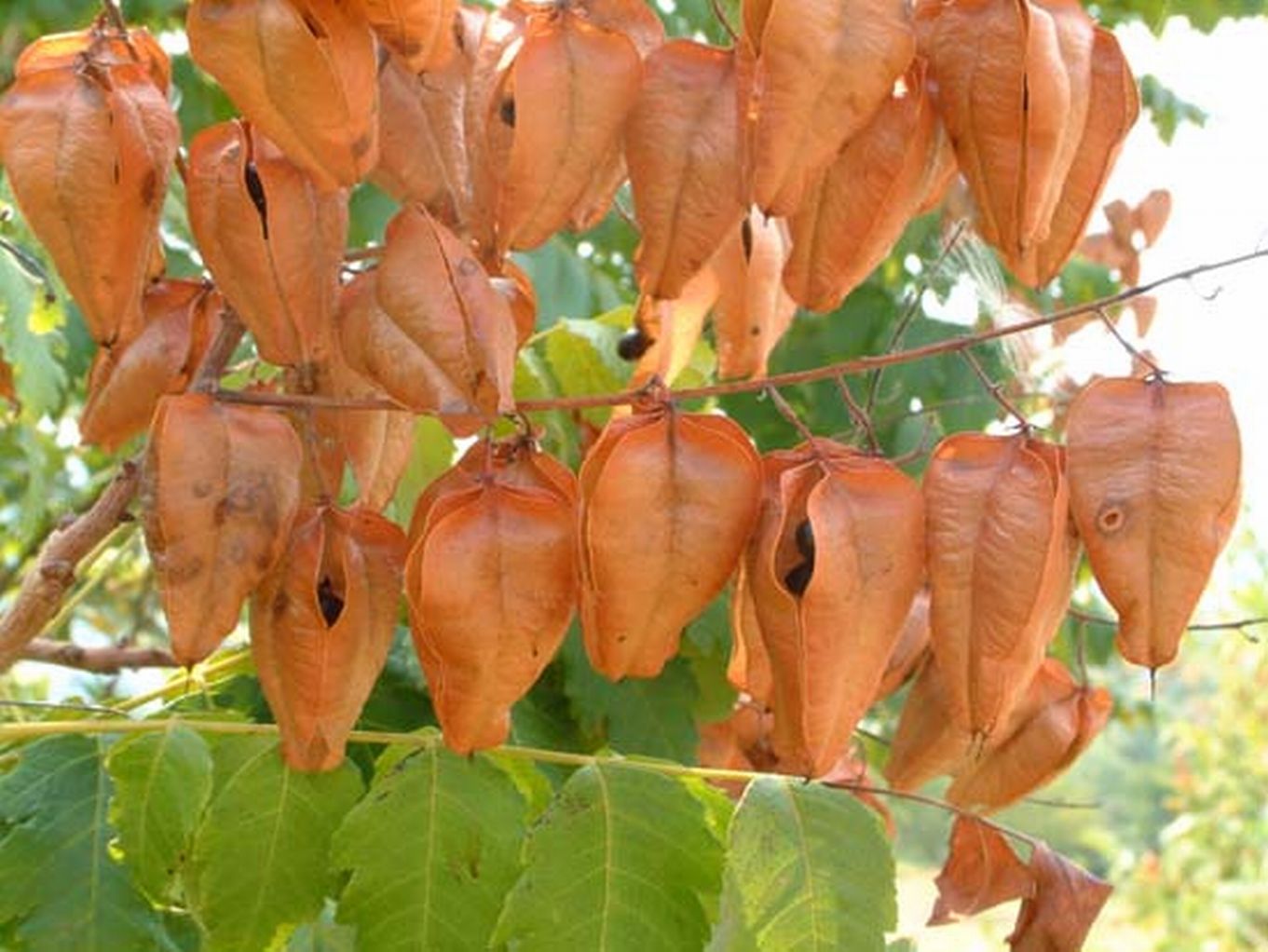 Koelreuteria paniculata